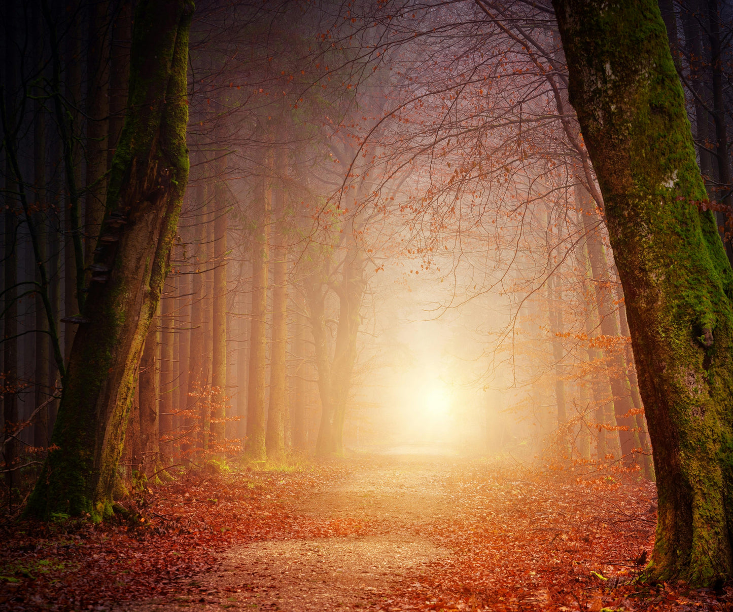 Light The Path Session: From Dream to Direction - Your Business Made Real